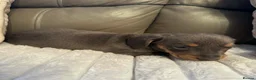 Miniature Dachshund dogs for sale: Miniature Dachshund Puppies in Bridlington - Advert 4