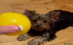 Yorkshire Terrier dogs for sale: Yorkshire terrier puppies  - Image 14