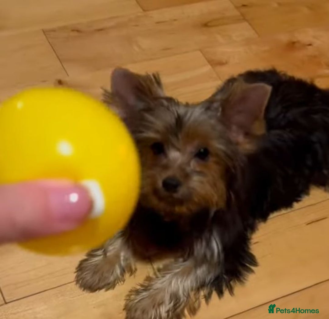 Yorkshire Terrier dogs for sale: Yorkshire terrier puppies  - Image 14