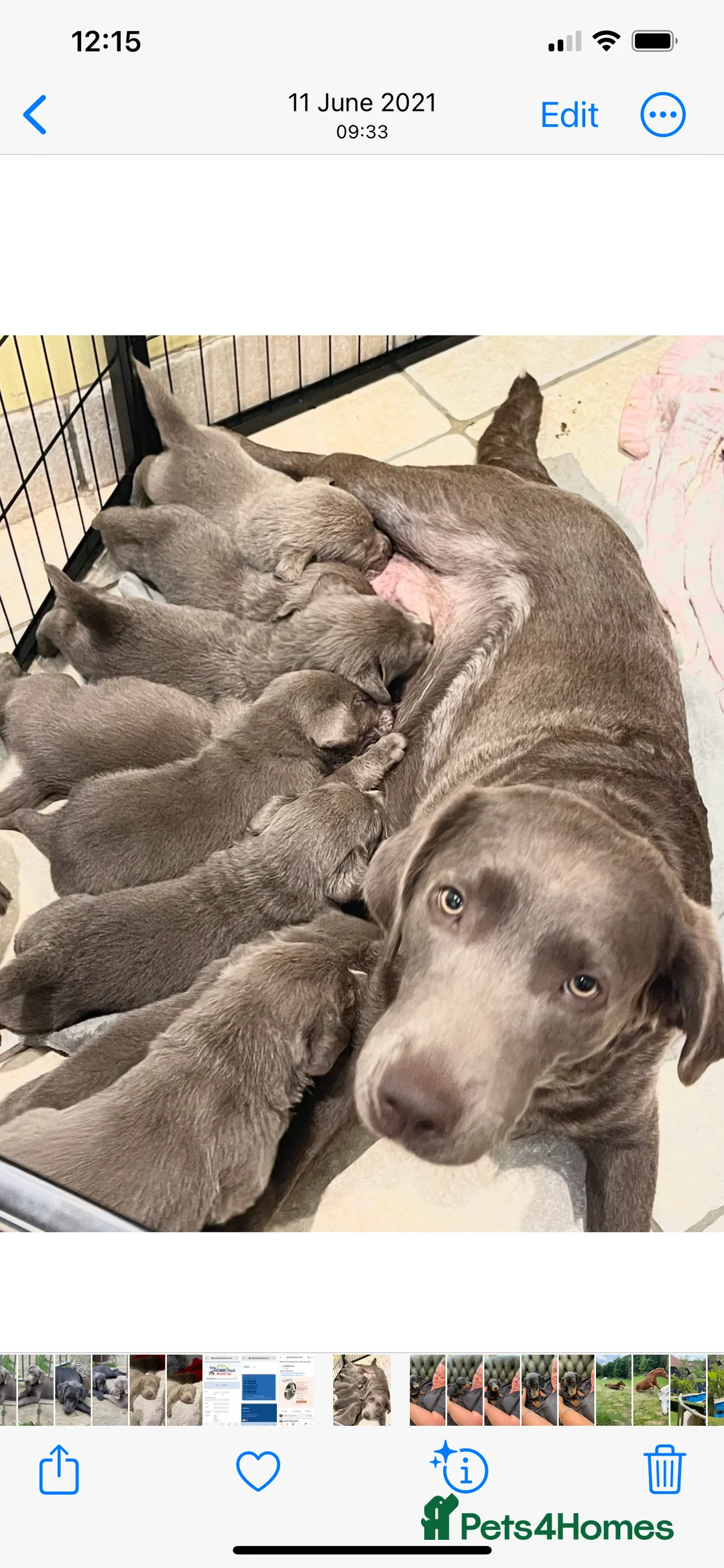 Labrador Retriever dogs for sale: Stunning pure pedigree silver labrador puppies - Advert 15