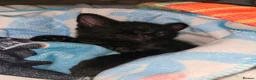 Mixed Breed cats for sale: Kittens looking for furever home - Advert 4