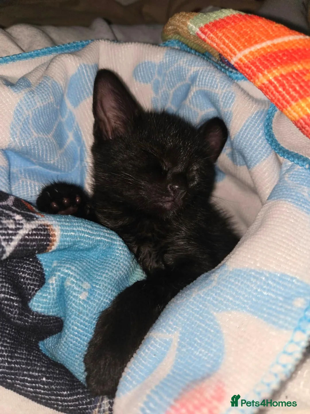 Mixed Breed cats for sale: Kittens looking for furever home - Advert 4