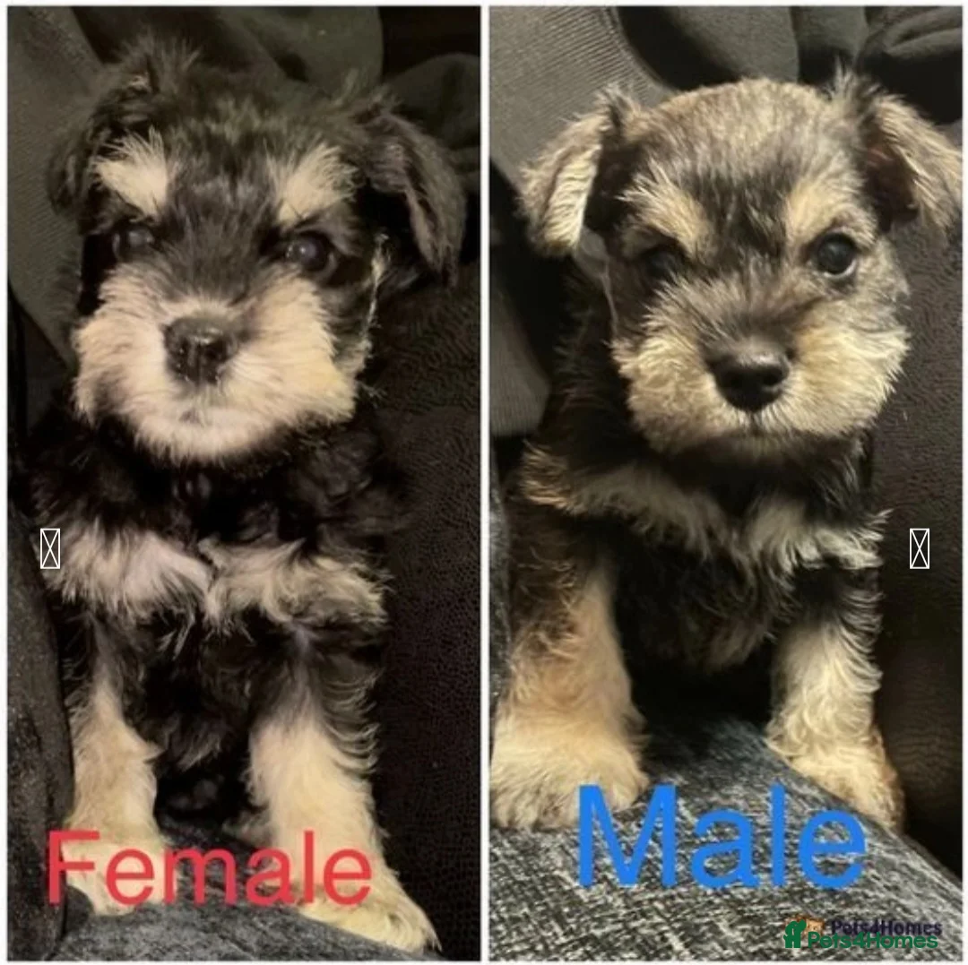 Miniature Schnauzer dogs for stud: Handsome black and silver Miniature Schnauzer  in Cambridge - Advert 26