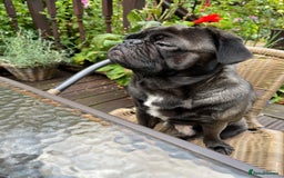 Pug dogs for stud: Jack and Victor -Glaswegian pug brothers for stud - Image 5