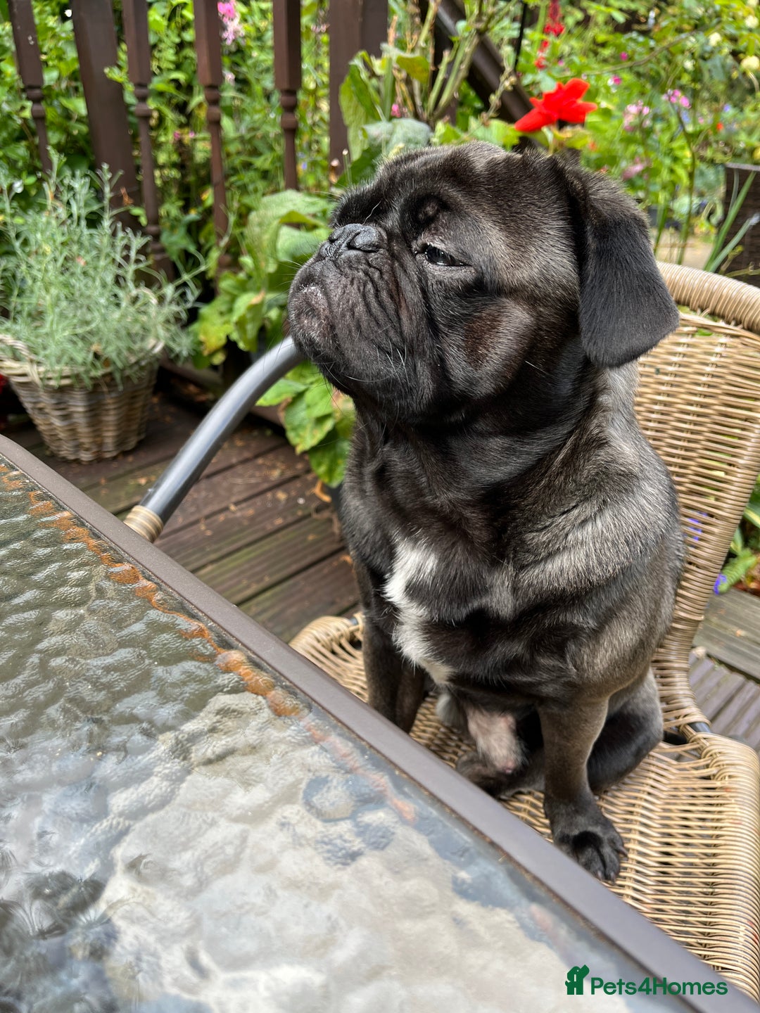 Pug dogs for stud: Jack and Victor -Glaswegian pug brothers for stud - Image 5