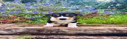 Mixed Breed dogs for sale: 3 Playful Border Collie x Jack Russell Pups  - Advert 9