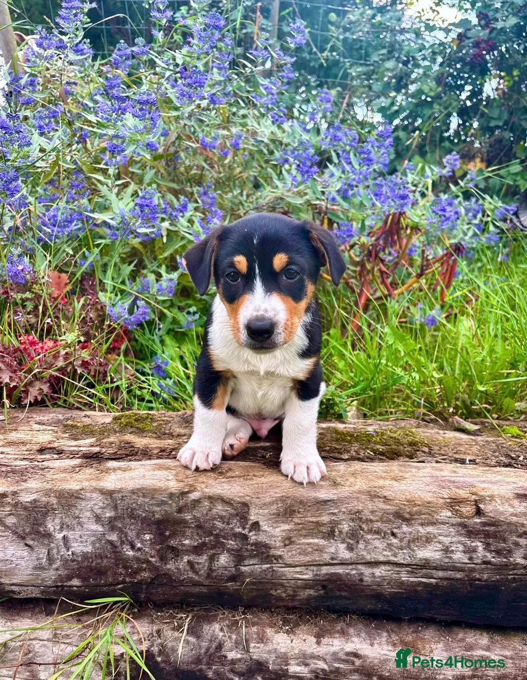 Mixed Breed dogs for sale: 3 Playful Border Collie x Jack Russell Pups  - Advert 9