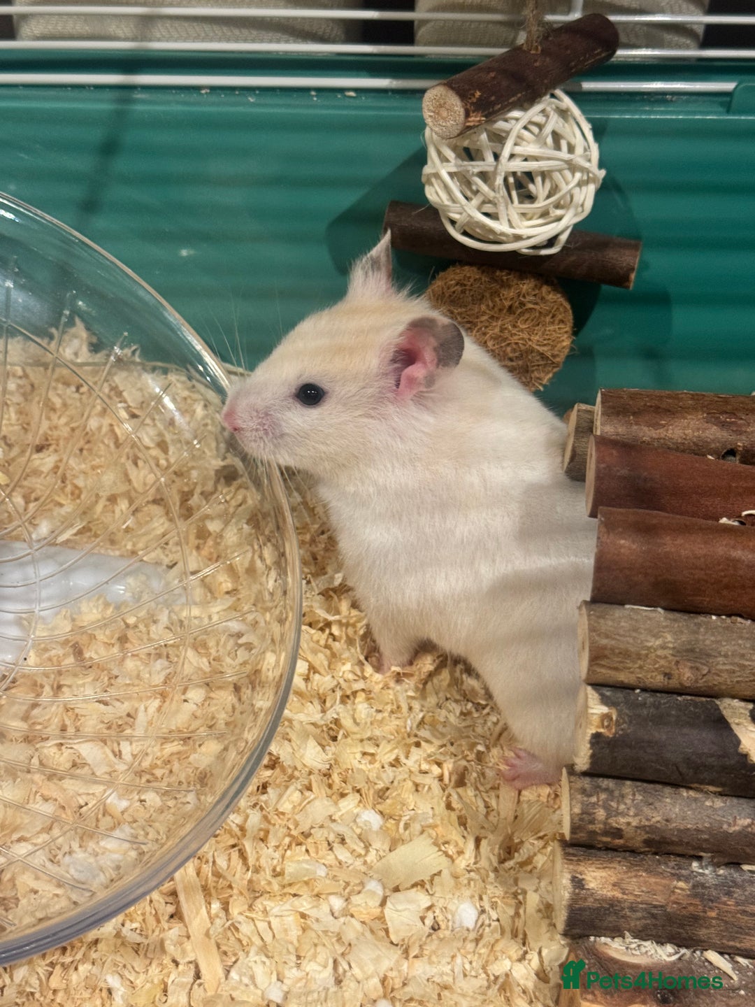 Hamster rodents for sale: Cute 7 month Syrian Hamster + cage + toys + food - Advert 2