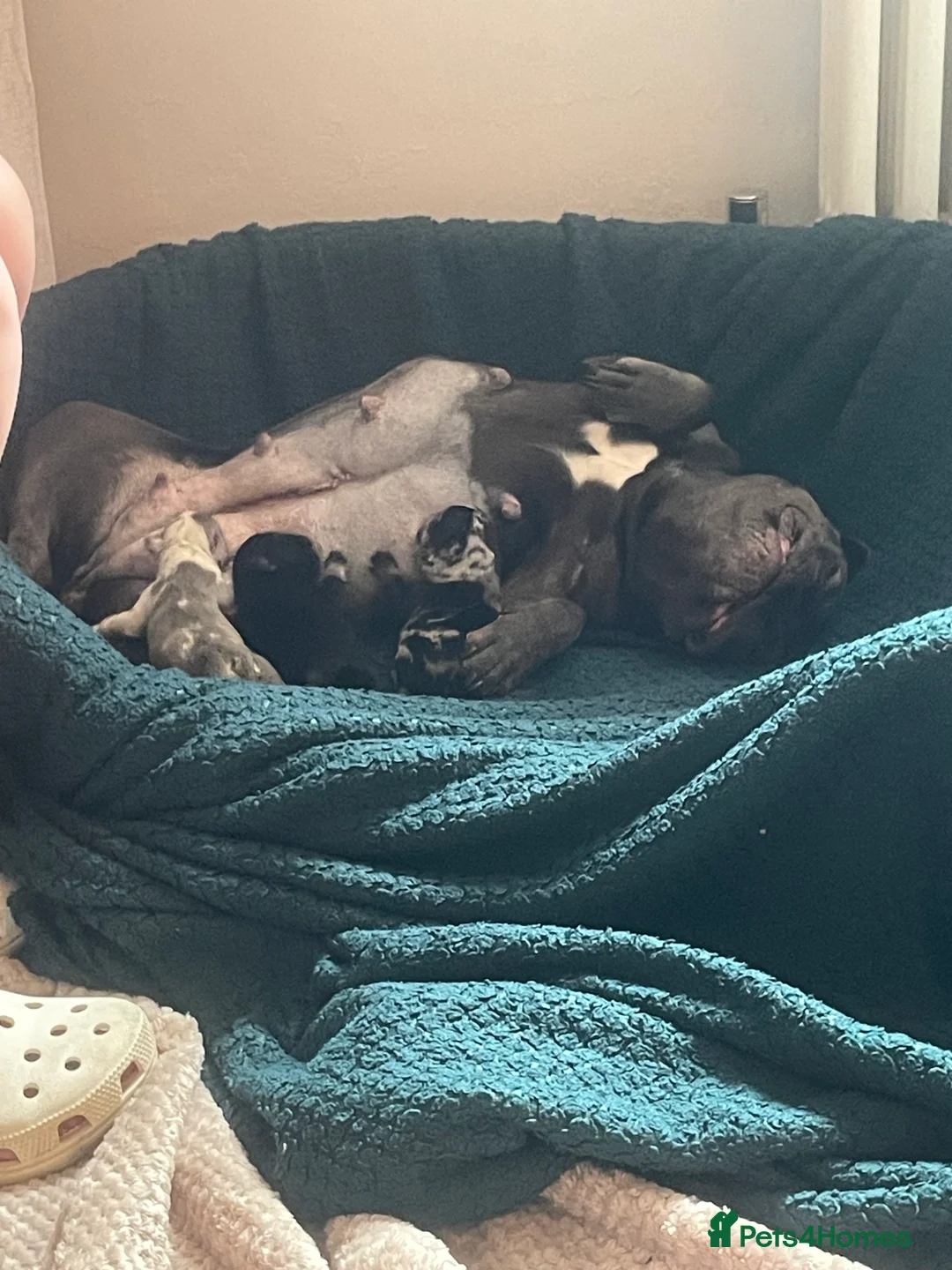 French Bulldog dogs for sale: 3 stunningly unique coloured stocky frenchies - Advert 4