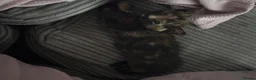Mixed Breed cats for sale: Russian blue x American shorthair  - Advert 6