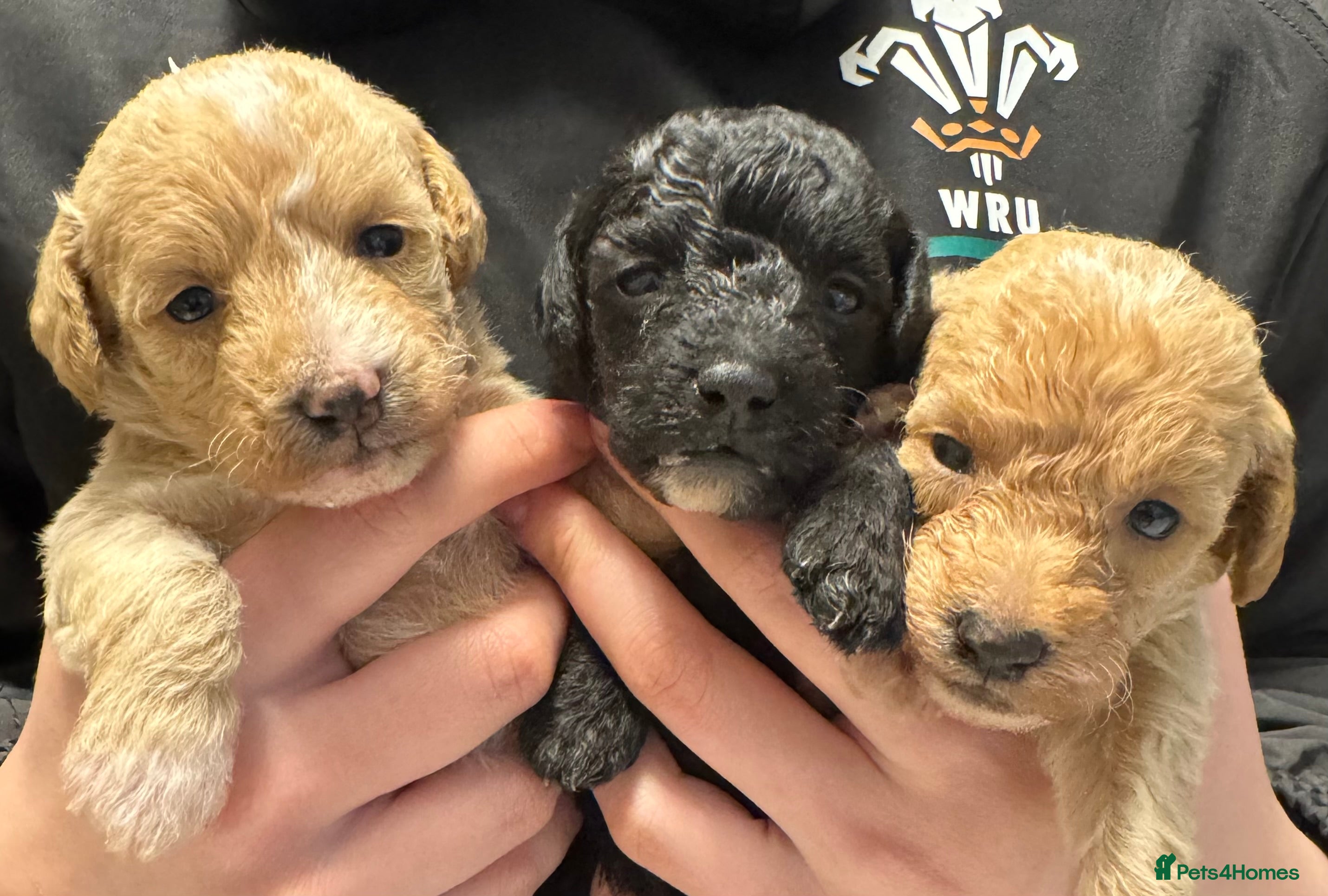 Mixed Breed dogs Poochon: 87.5% (and 12.5% jack russell) - Advert 1