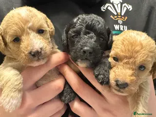 Mixed Breed dogs Poochon: 87.5% (and 12.5% jack russell) - Advert 1