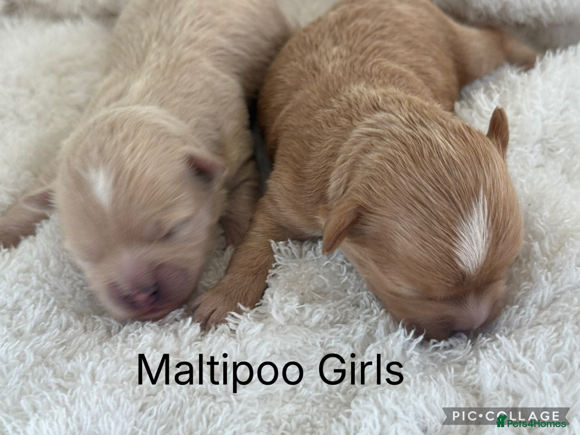 Maltipoo dogs Maltipoo Babies  - Advert 2