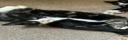 Mixed Breed cats for sale: 3 female kittens ready to go  - Advert 4