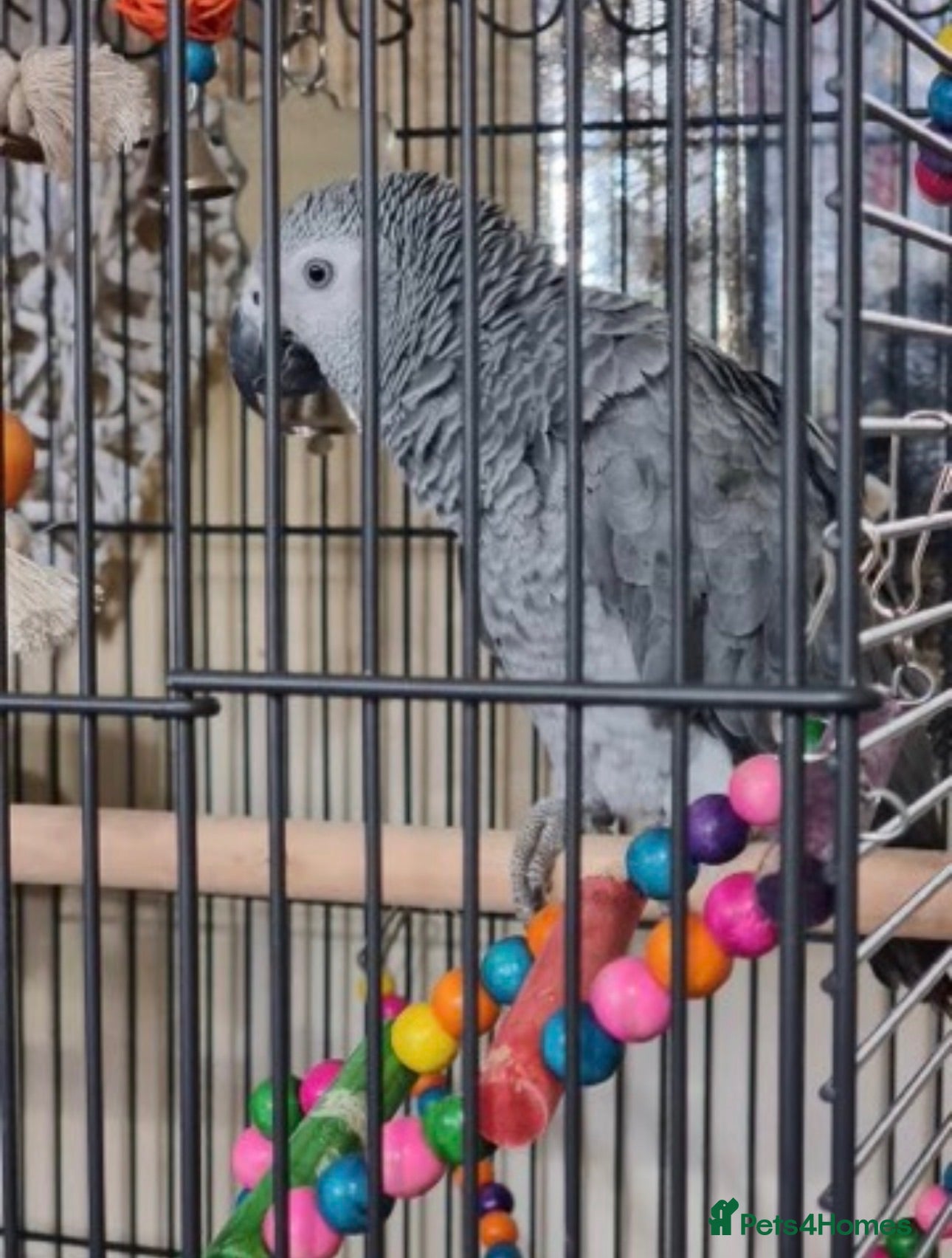 Parrots birds African Grey. Intelligent & Very Talkative - Advert 6