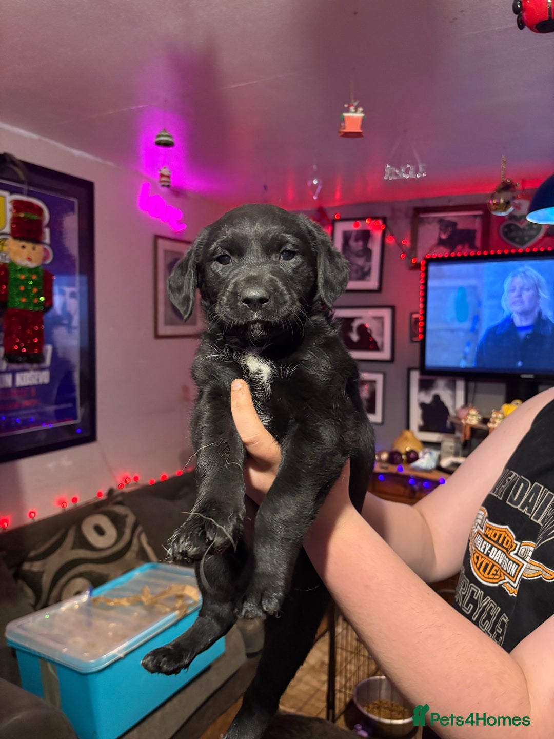 Labrador Retriever dogs for sale: Labrador girl’s ready now  - Advert 13