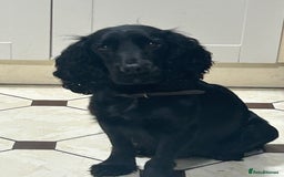 Mixed Breed dogs for sale: Sprocker cross blue staffy puppies for sale  - Image 5