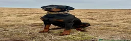 Dobermann dogs for sale: READY TO COLLET NOW | RKC DOBERMAN | CHAMPION LINE - Advert 11