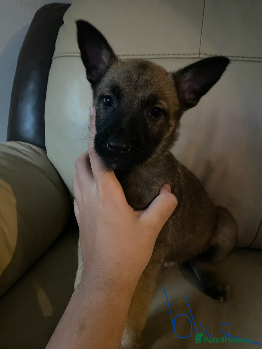 Belgian Shepherd Dog dogs for sale: Belgian Malinois Puppie’s ! - Advert 12