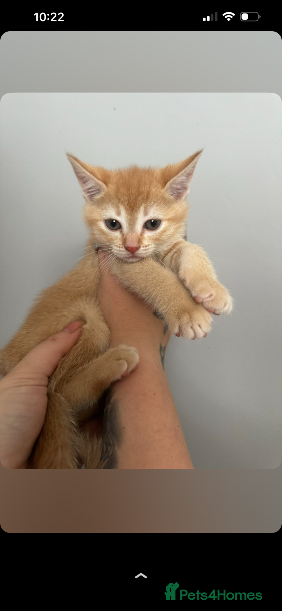 Abyssinian cats STUNNING ABYSSINIAN MIXED BABIES NEEDING HOMES  - Advert 2