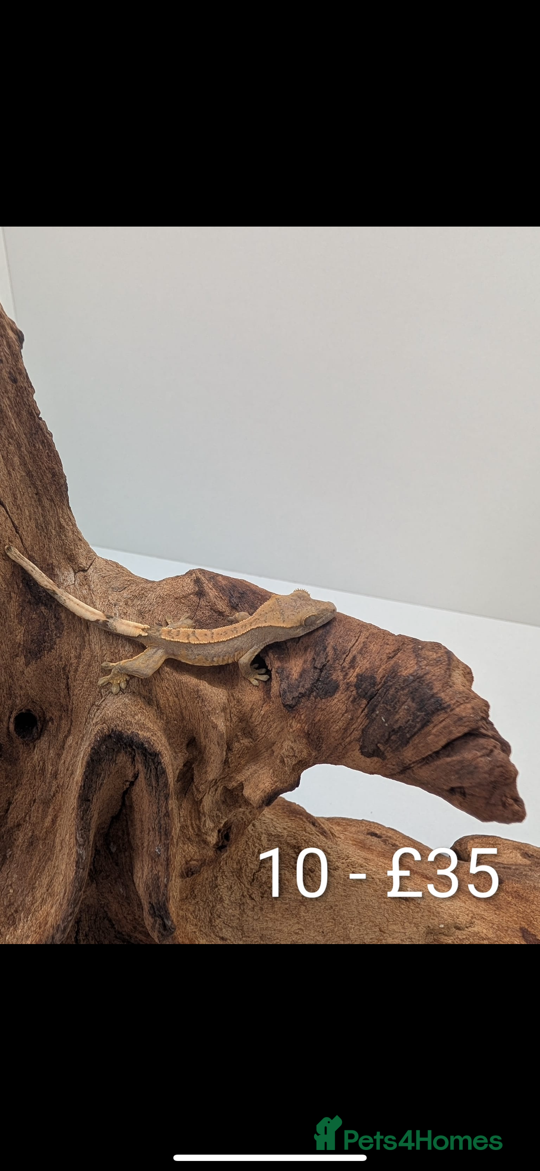 Gecko reptiles for sale: Beautiful baby crested geckos! - Image 9