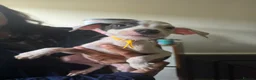 Mixed Breed dogs for sale: American Staff x Lurcher - Advert 7