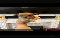 Chihuahua dogs for sale: Chihuahua puppys in Maidstone - Image 2