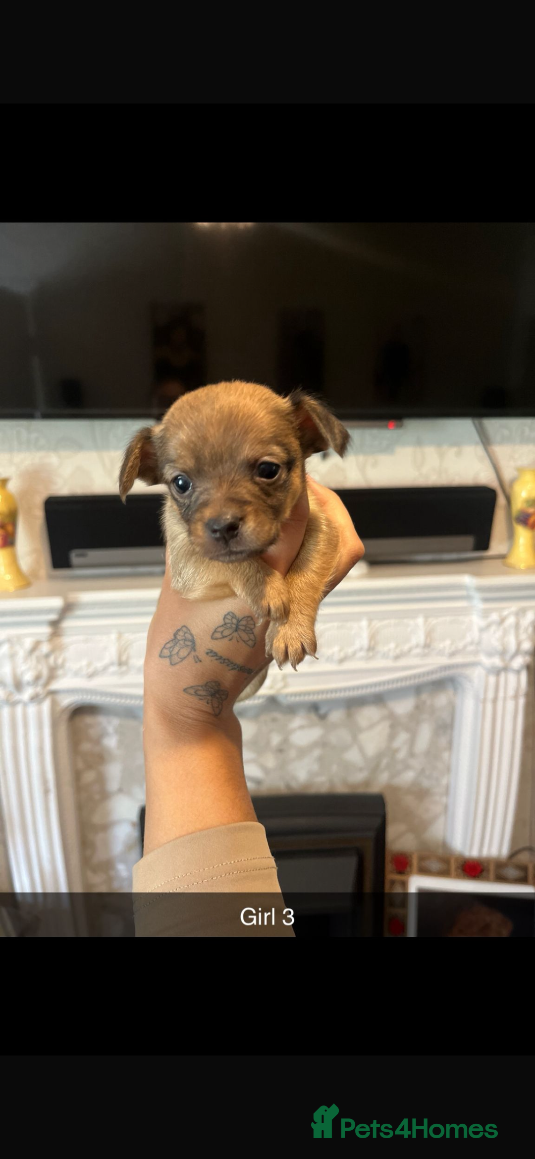 Chihuahua dogs for sale: Chihuahua puppys in Maidstone - Image 2