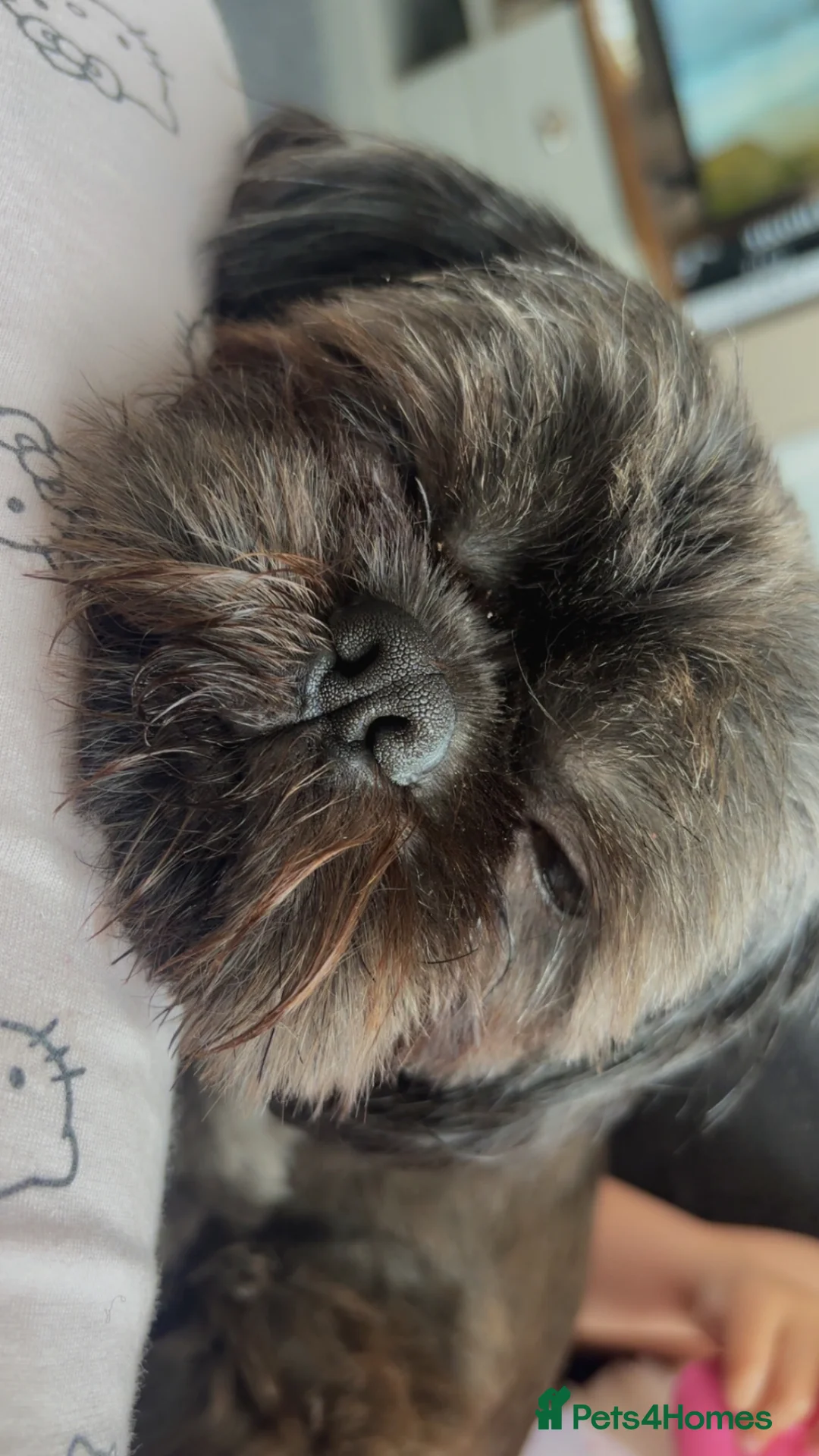 Shih Tzu dogs for sale: Male shitzu nearly 2 years old  in Dudley - Advert 2