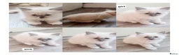 Ragdoll cats for sale: Pure ragdoll kitten  in Leicester - Advert 5