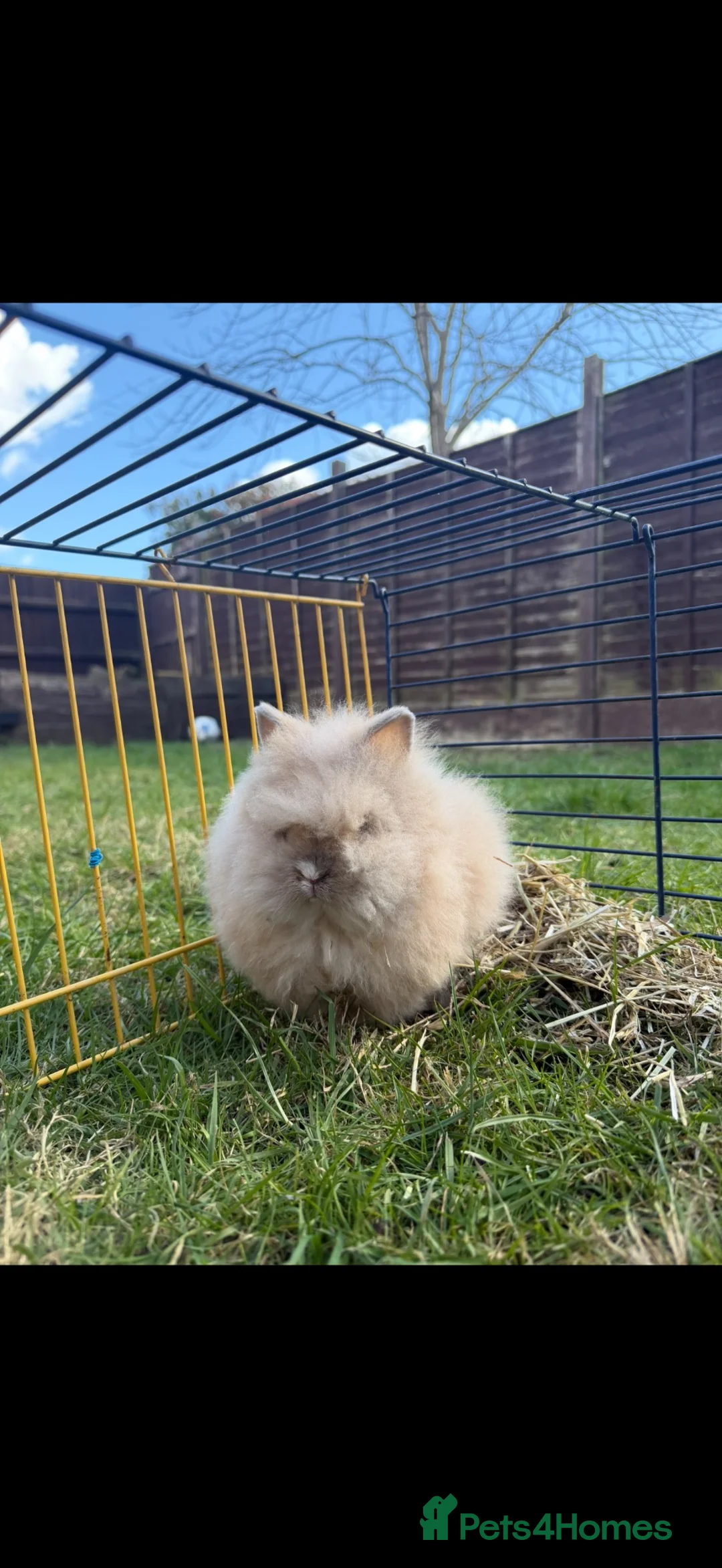 Lionhead rabbits for sale: Dwarf Lionhead rabbit  in Wigston - Advert 2