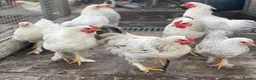 Chickens poultry for sale: Small friendly Cockerels silver lace / Pekin cross - Advert 1