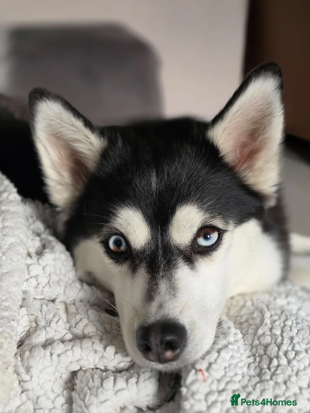 Pomsky dogs for sale: Beautiful f4 pomsky puppies 🥰 in Leyburn - Advert 2