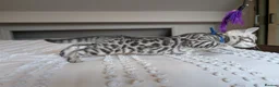 Bengal cats for sale: 🖤🩶🤍 Stunning Bengal Kittens 🤍🩶🖤 - Advert 33