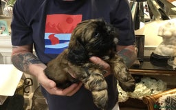 Shih Tzu dogs for sale: Tiny Imperial Shihtzu  Puppies  - Image 5