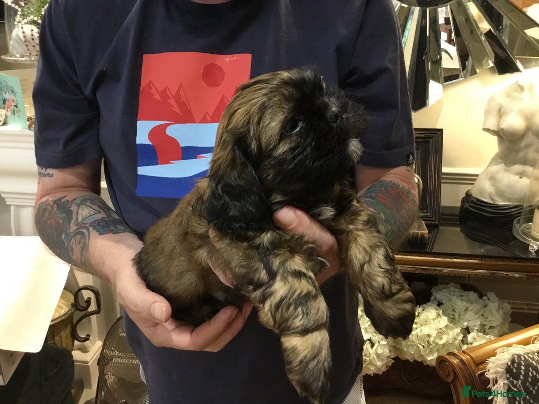 Shih Tzu dogs for sale: Tiny Imperial Shihtzu  Puppies  - Image 5