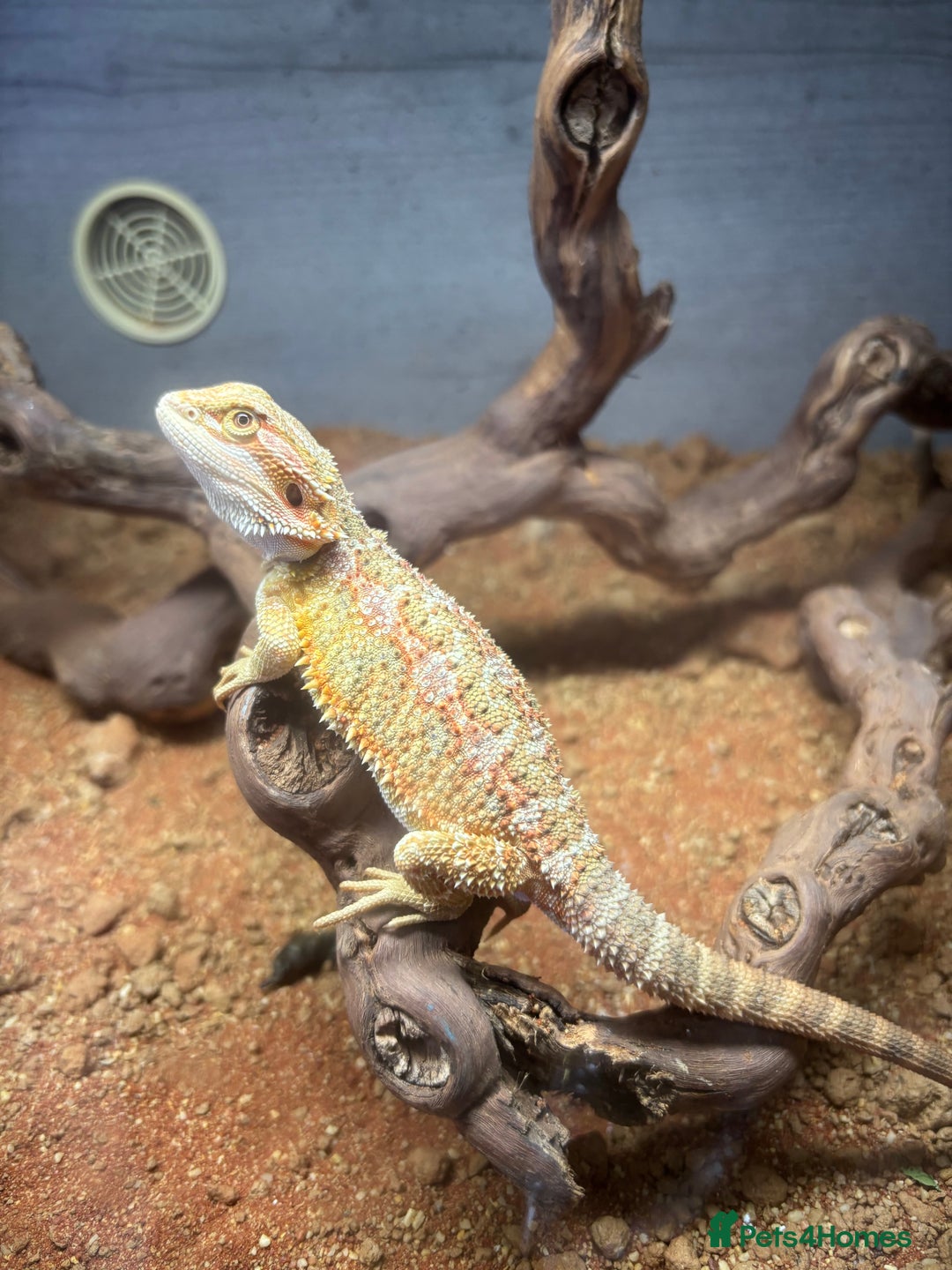 Bearded Dragon reptiles for sale: Bearded dragon  - Image 1