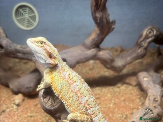 Bearded Dragon reptiles for sale - Advert 1