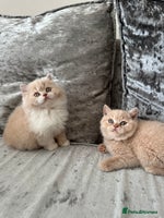 British Shorthair cats 🦁 Stunning Registered BLH Lion Look alike 🦁😍 - Advert 6