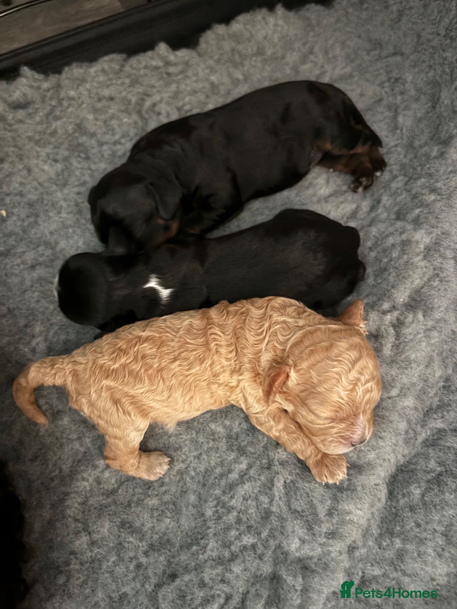 Cavapoochon dogs Beautiful Cavapoochon Female Puppies – 3 Available - Advert 2