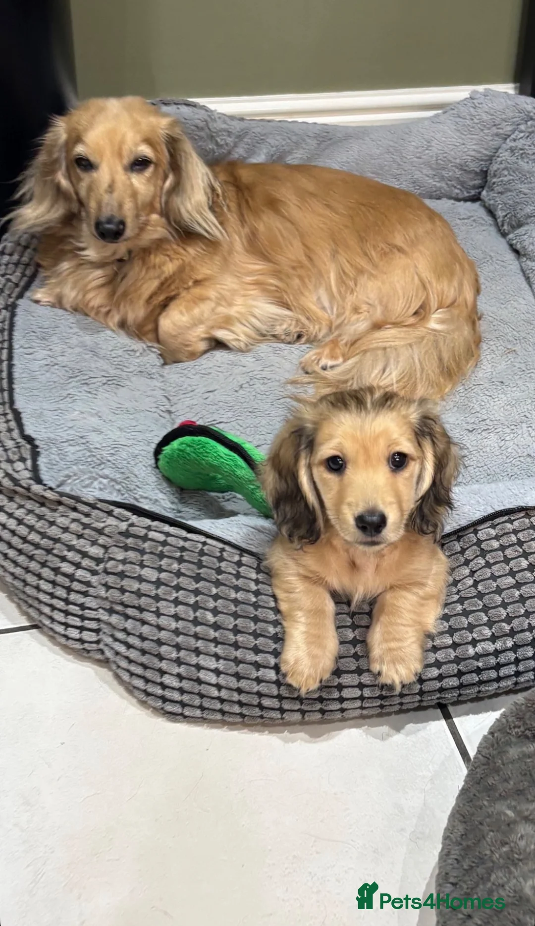 Miniature Dachshund dogs for sale: Mini Dachshund 6 month Old Cutie! ❤️🐶 in High Wycombe - Advert 6