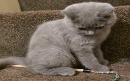 British Shorthair cats for sale: British shorthair  - Image 1