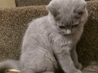 British Shorthair cats - Advert 2