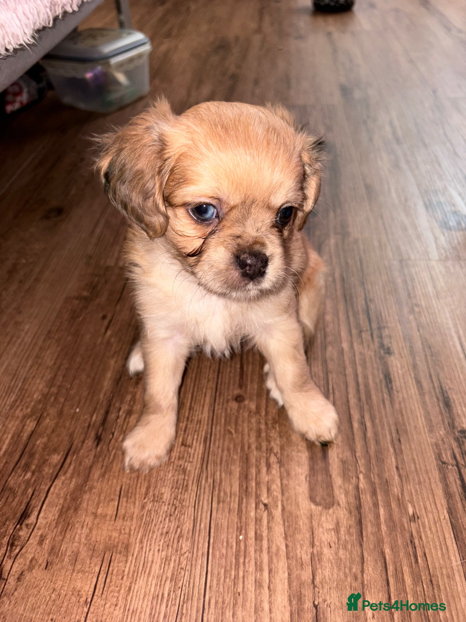 Mixed Breed dogs Chugs - Advert 4