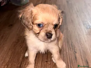 Mixed Breed dogs Chugs - Advert 4