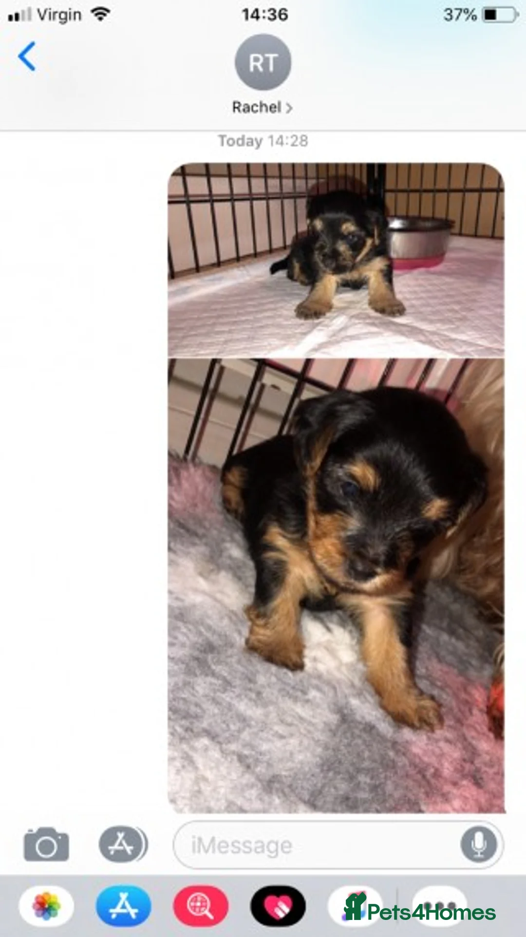 Yorkshire Terrier dogs for stud: PROVEN Dog for stud in Sunderland - Advert 2