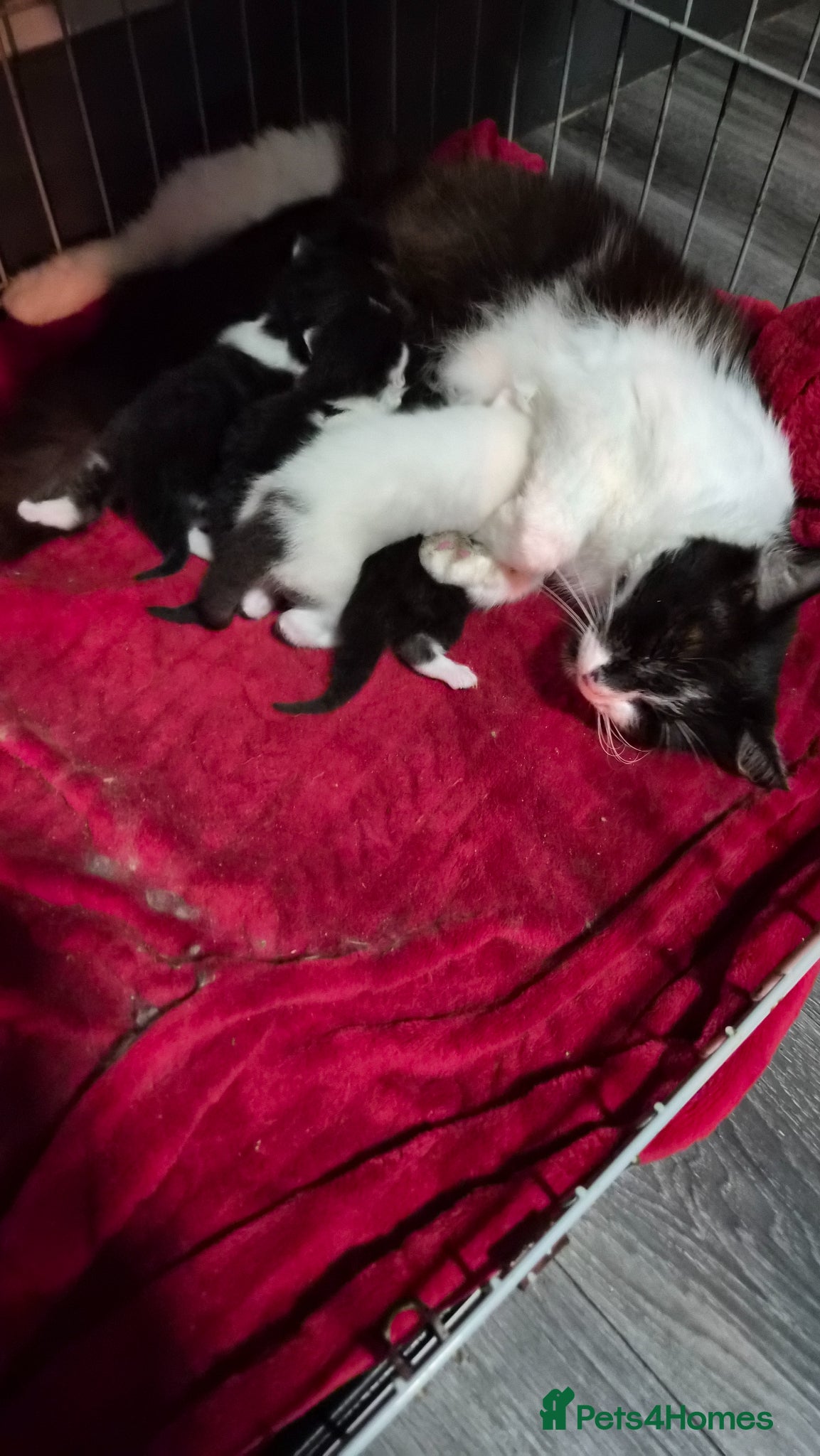Mixed Breed cats 5 beautiful kittens  - Advert 12