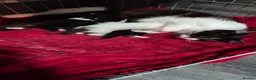 Mixed Breed cats for sale: 5 beautiful kittens  - Advert 1