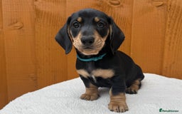 Dachshund dogs for sale: Black & Cream, Chocolate & Cream Dachshund Puppies - Image 8