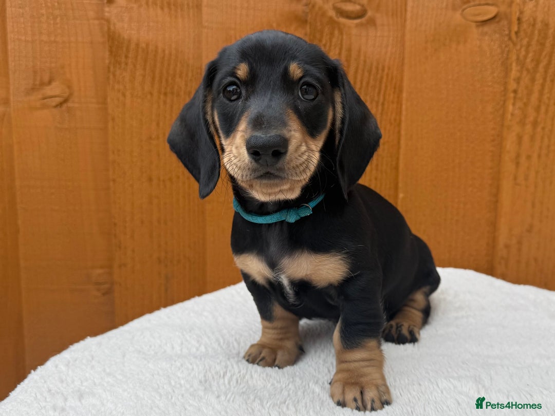 Dachshund dogs for sale: Black & Cream, Chocolate & Cream Dachshund Puppies - Image 8